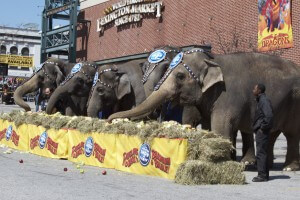 elephants 4 lexington market baltimore maryland