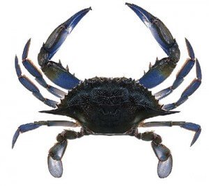 bluecrab