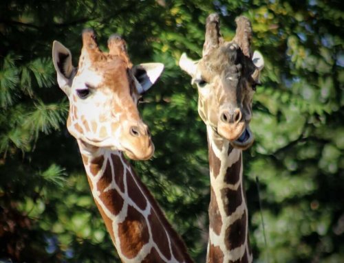 Any day is a great day to take photos at the zoo