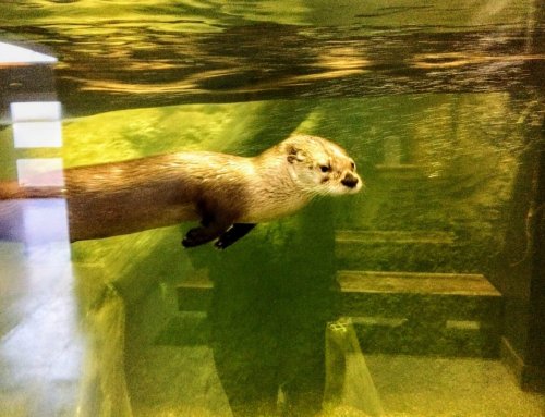 Kids event at Delmarva Discovery Center