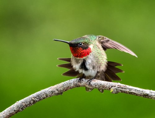 Wild Maryland: Return of the Ruby-throats