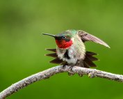 Hummingbird