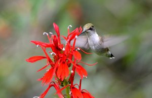 Hummingbird