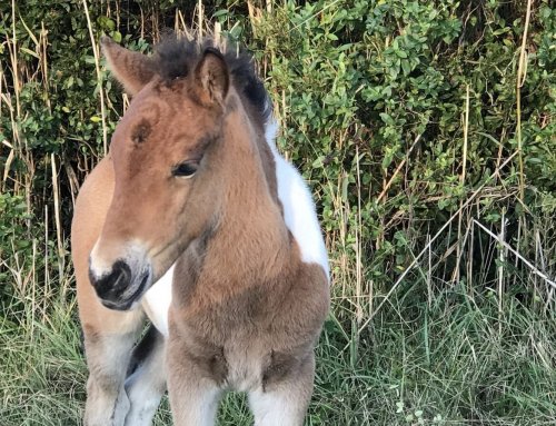 Assateague Island in Pony Pictures