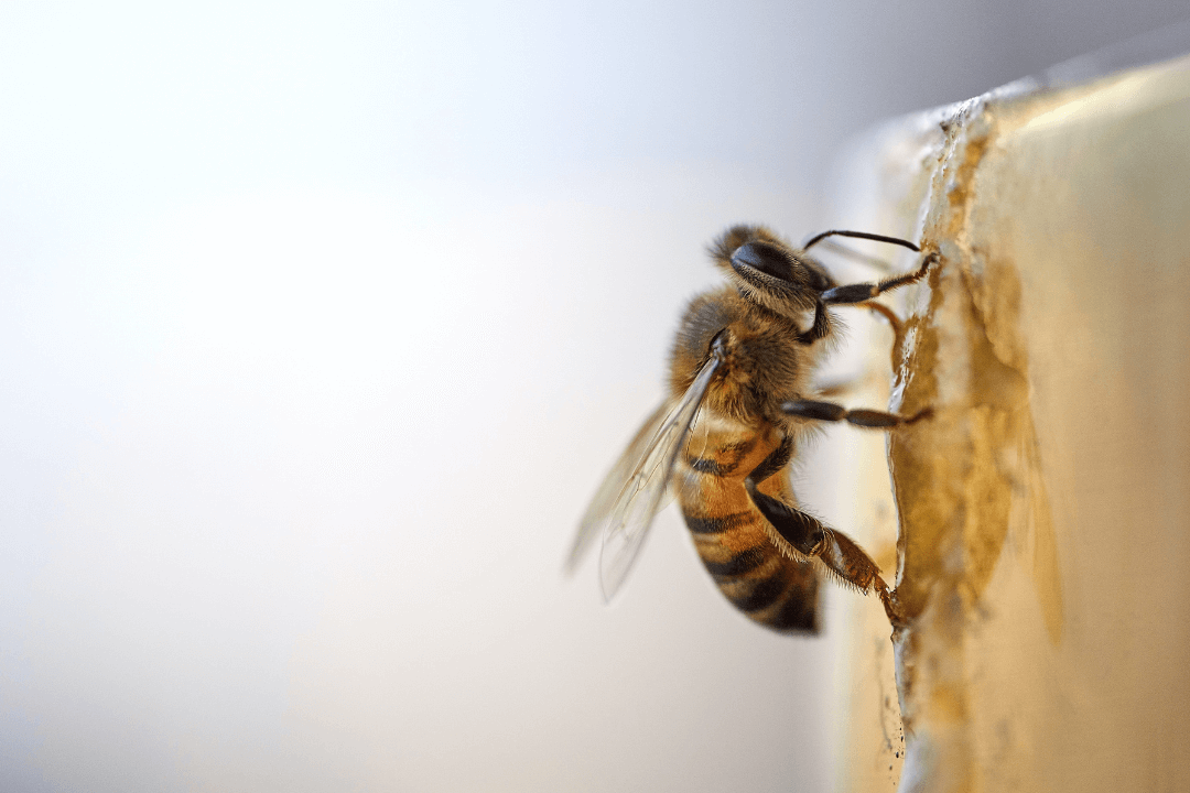 Honey Bees  University of Maryland Extension