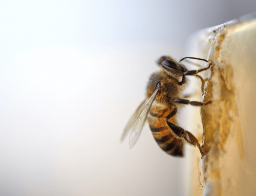 Wild Maryland: Bees
