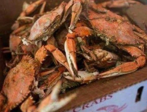 Maryland Launches New Tourism Initiative Highlighting Crabs, Oysters