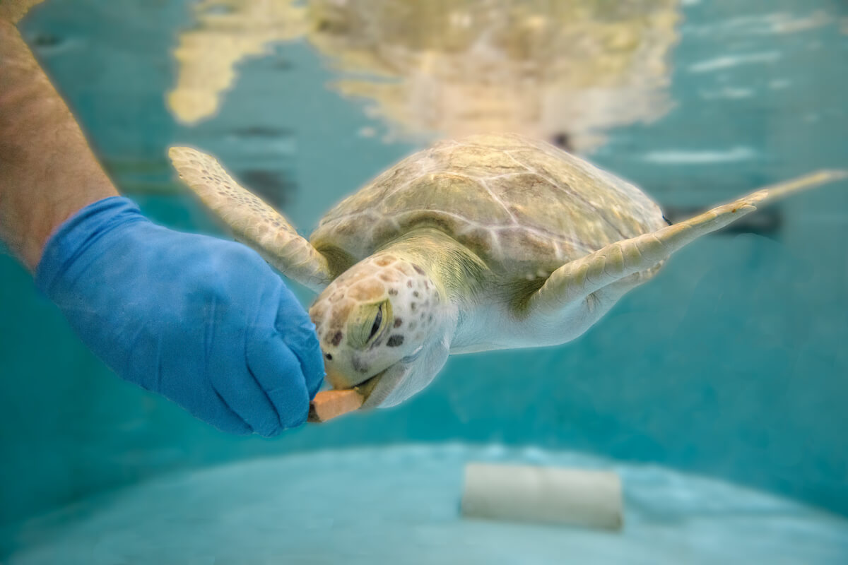 National Aquarium Leads the Way with Green Turtle Rehab and