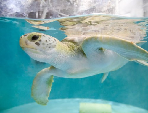 National Aquarium Leads the Way with Green Turtle Rehab and Prothesis